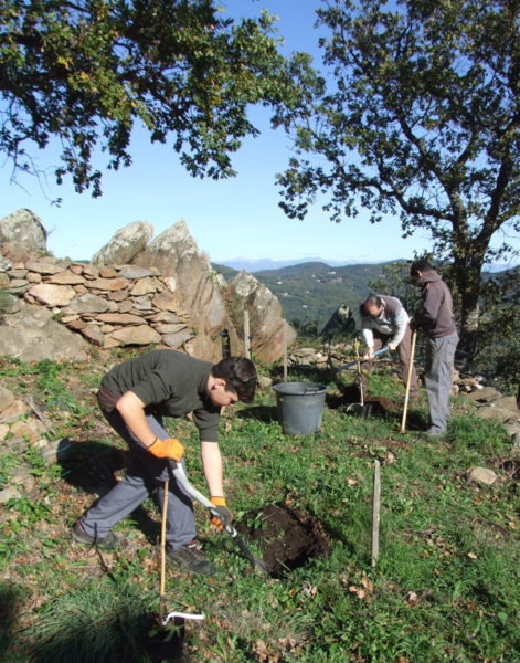 plantation-figuiers-miremer-novembre14-2