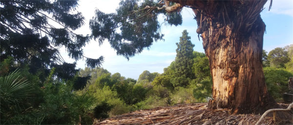 Le grand eucalyptus du jardin. @L.MIRANTE