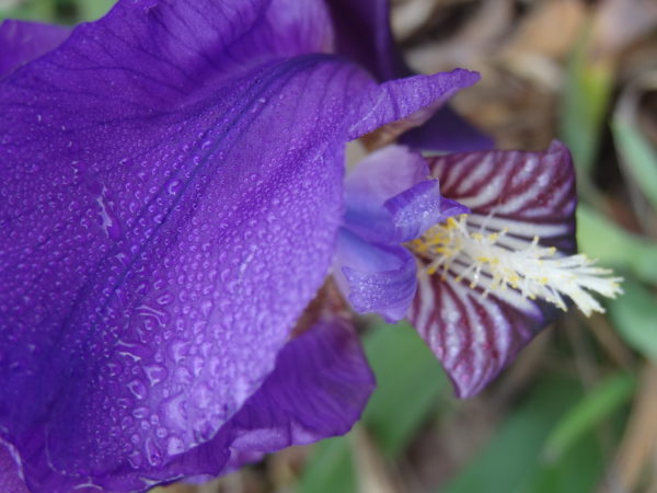 Quatrième 'Iris violet'. @Helene RIBOTY