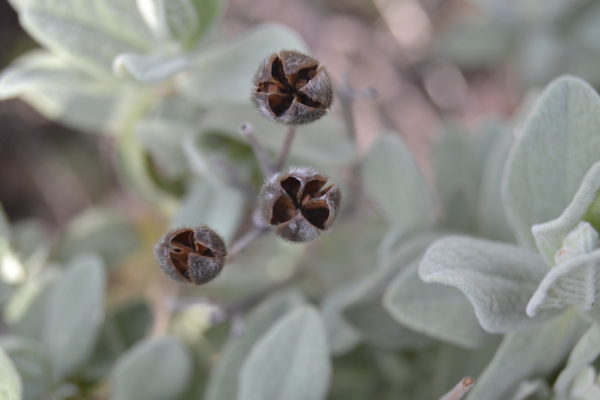 Deuxième, 'Ciste cotonneux'. @Andrea FERNANDEZ