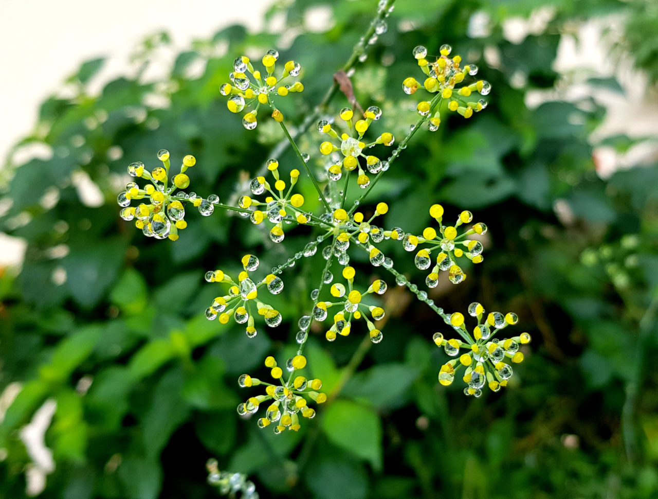 maria-mirante-fenouil-contraste