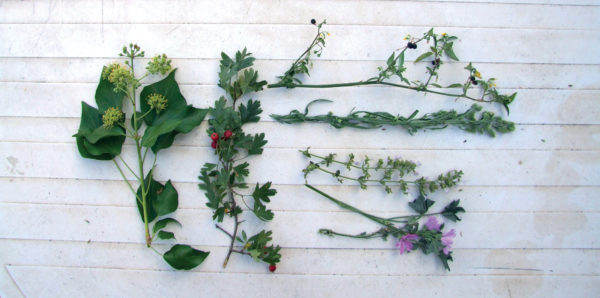 Fine-fleur-herboristes