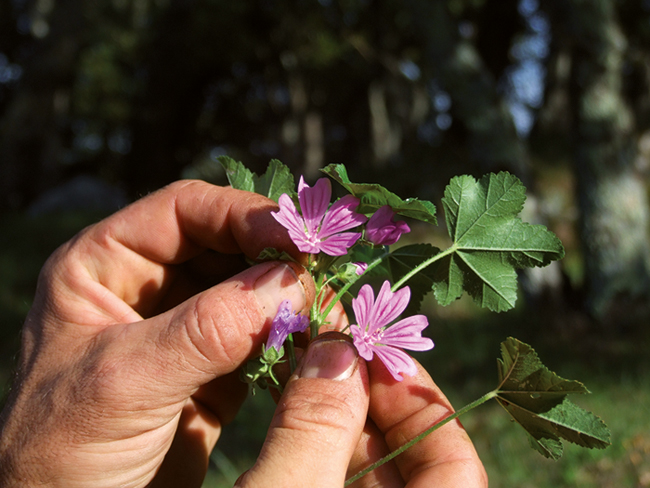 plantes-comestibles-medicinalesconservatoire-du-freinet