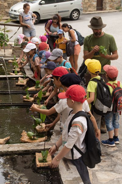 070819-arbre-a-bouchons-petite