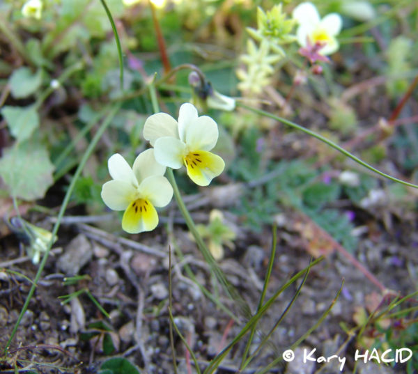 Pensee-de-Roquebrune-1---K.-HACID