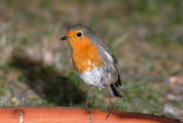 Rouge-gorge familier