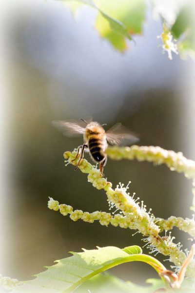 abeille-chataignier-2