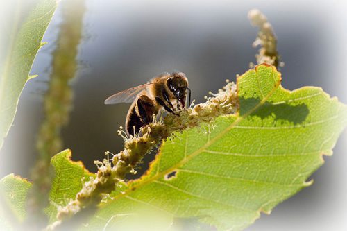 abeille-chataignier