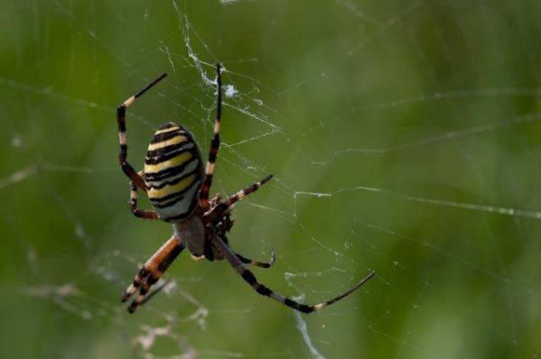 argiope