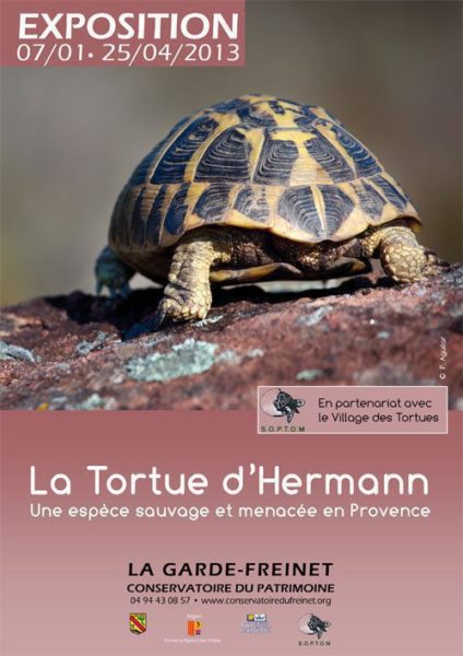 expo-tortue