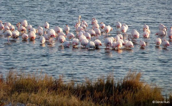 flamant-denis-huin