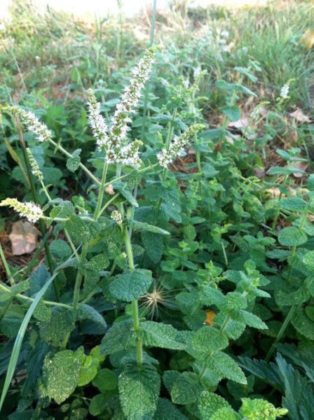 menthe-feuilles-rondes