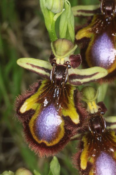 Mimétisme et orchidées.