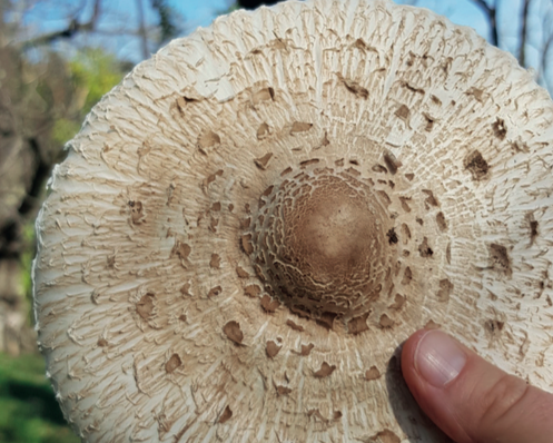 balade-champignons-conservatoiredufreinet-4sandracastor