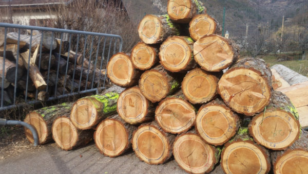 Les morceaux du tronc numérotés. La ligne bleue délimite les premiers 17 cernes de croissaince produites par l'arbre. @ D. VAN DE VELDE