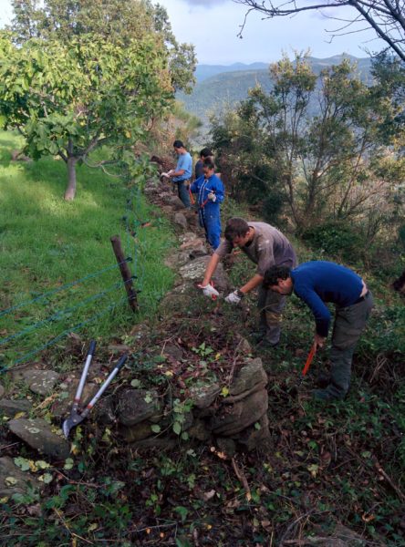 Débroussaillage du mur de clôture sud.