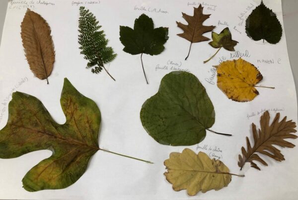 herbier