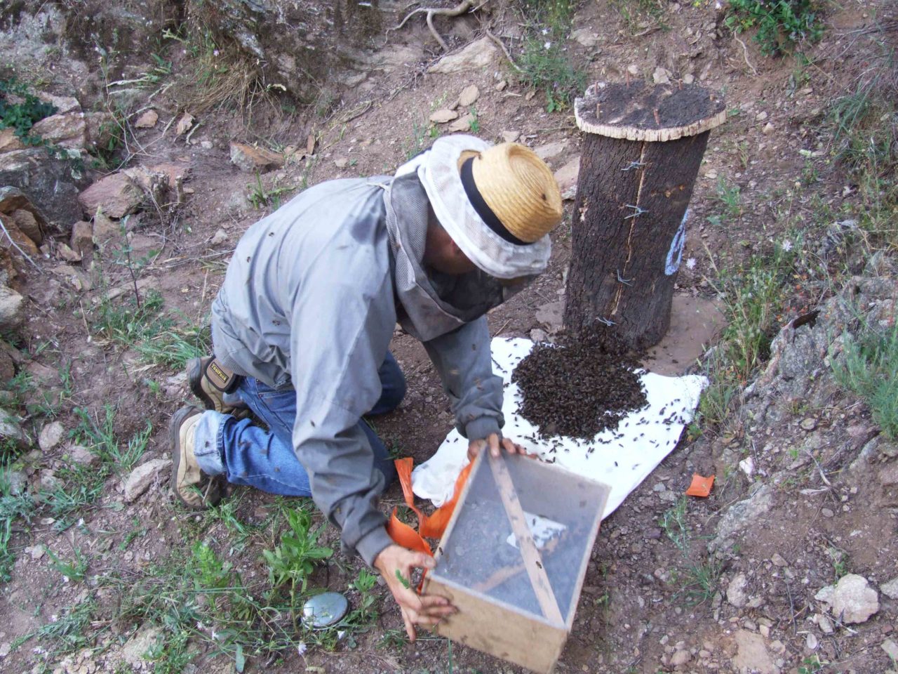 sites-rucher-de-blay-installation-abeilles-2