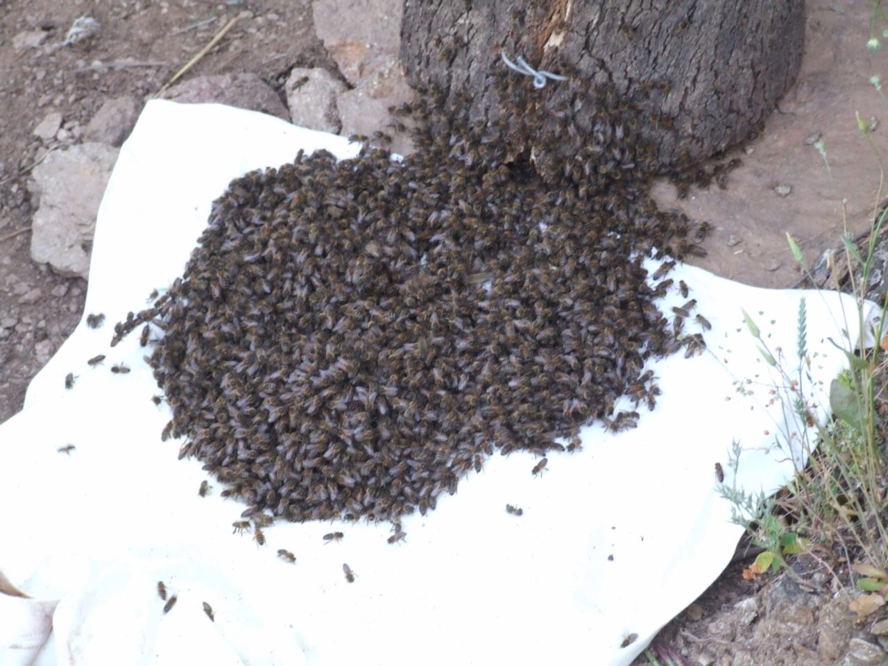 sites-rucher-de-blay-installation-abeilles-3