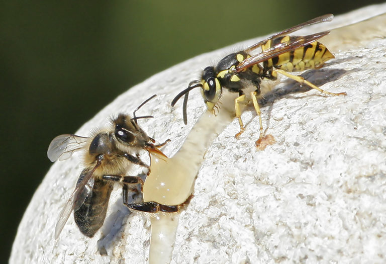 Difference Visuelle Entre Guepe Et Abeille La guêpe et l'abeille - Conservatoire du Patrimoine du Freinet