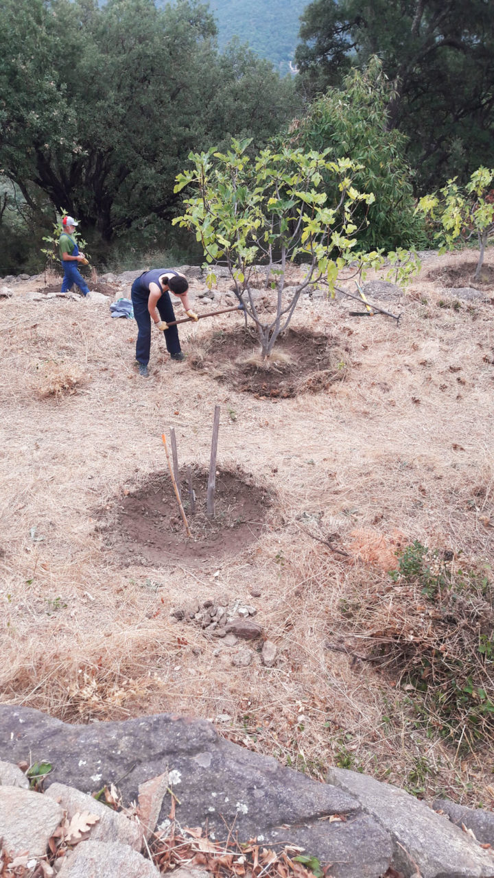 1021-5-formation-des-cuvettes-autour-des-arbres-le-premier-jourlboudinot