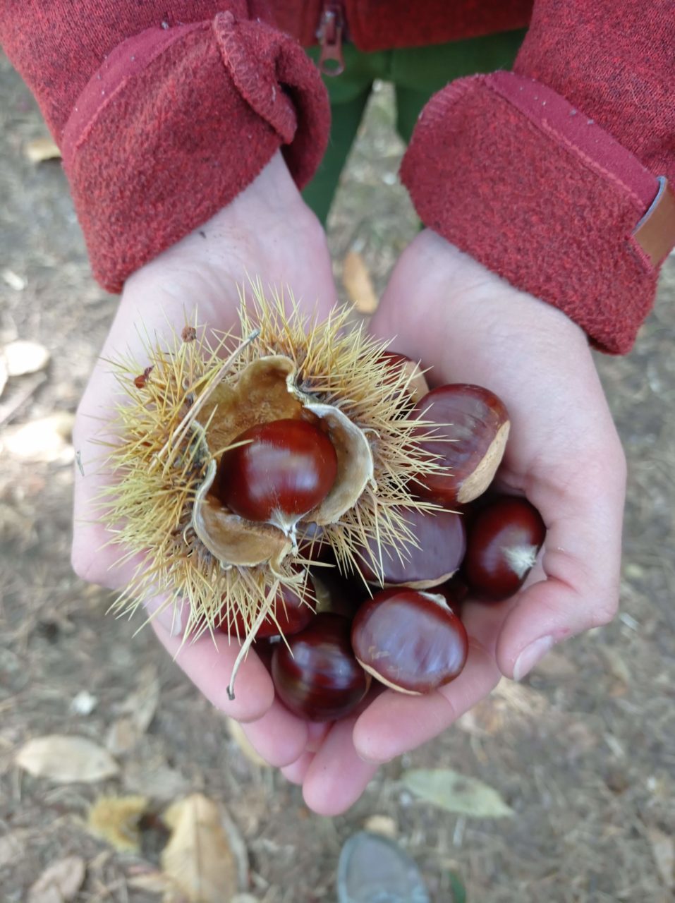 chataigne-castagne-italia-2021lauramirante-4