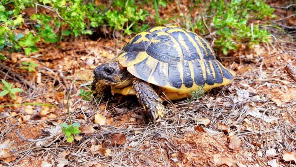 2023-tortue-d-hermann