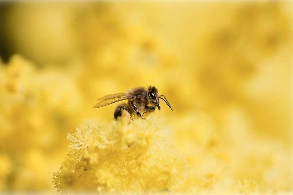 0222-photodumois-mimosas-abeille-1
