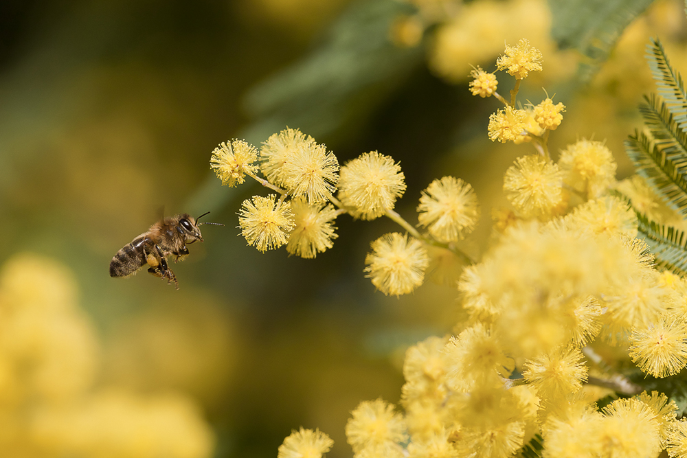 0222-photodumois-mimosas-abeille
