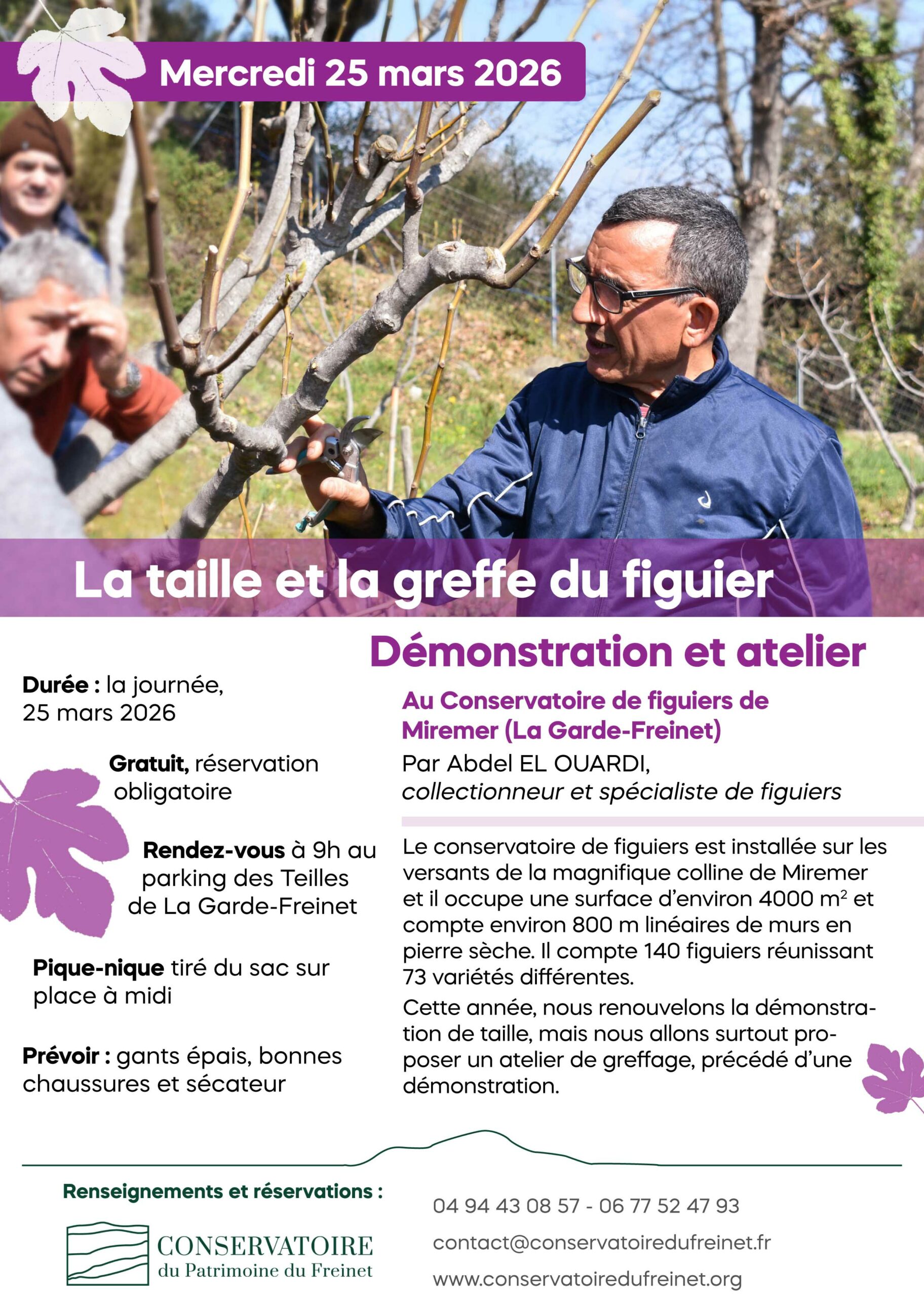 taille-de-figuiers-2026-25-mars