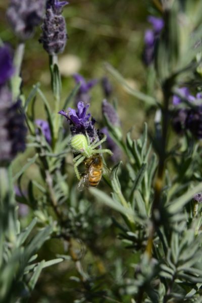 0522-haiku-lavande-araignee-abeillelaura_mirante