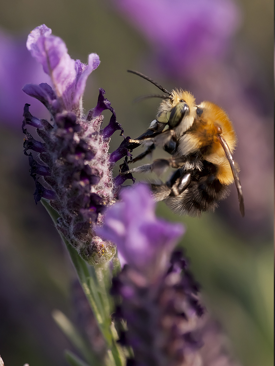 lavande-et-abeille-2patrick_fanchon