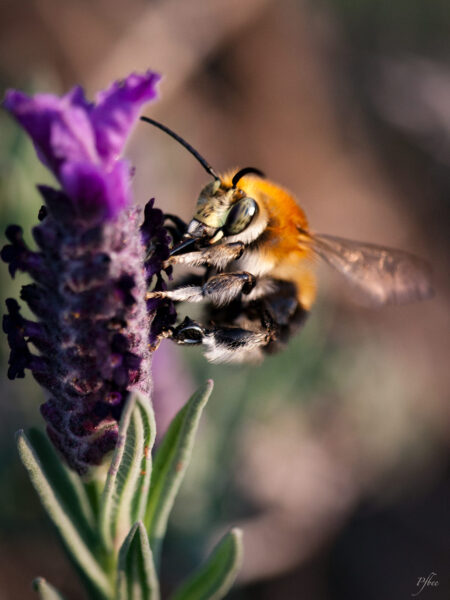 Lavande et abeille