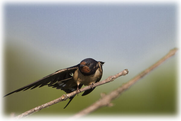 2022-avril-patrickfanchon-23-hirondelle