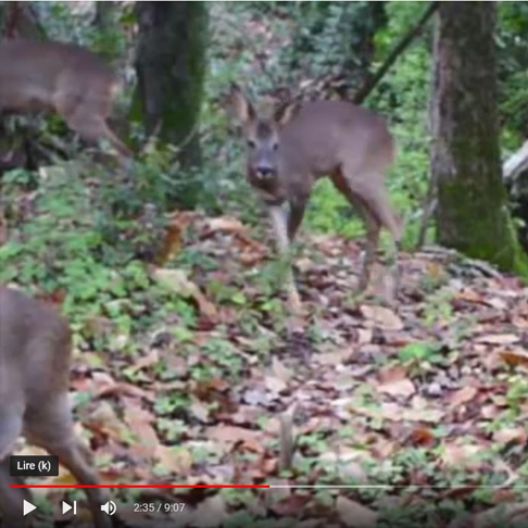 video-les-animaux-de-la-foret-carre