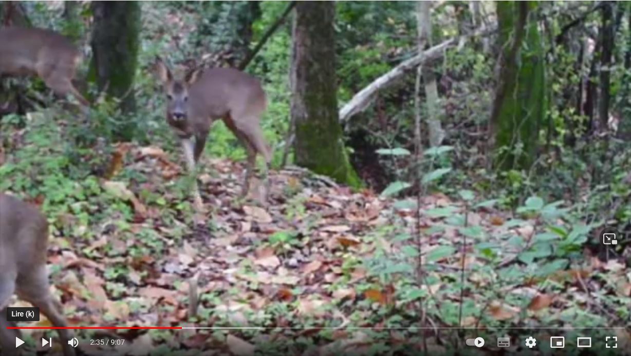 video-les-animaux-de-la-foret