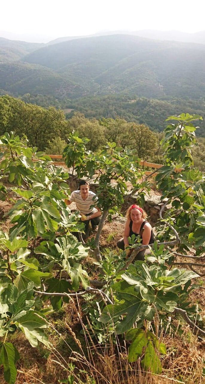 Formation des cuvettes autour des arbres.