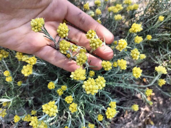 immortelle-plantes_comestibles_et_medicinales-webl_mirante