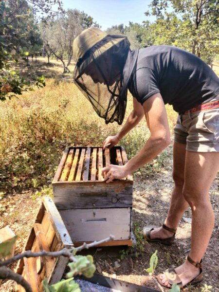 ruche-abeilles-juillet2022-web-1conservatoire