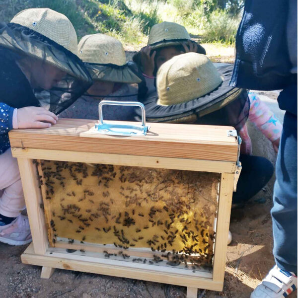 carre-abeilles-2025j_donadoni