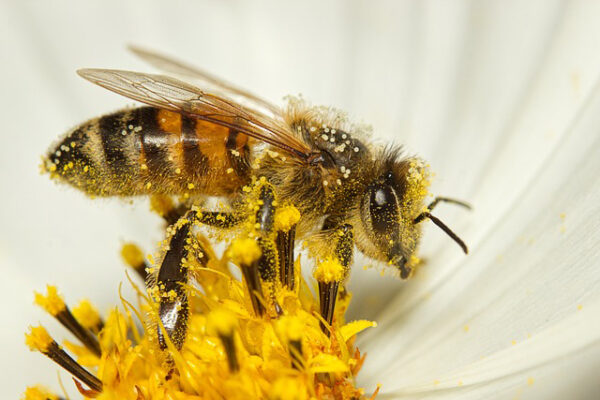 abeille-et-apiculture-1-web